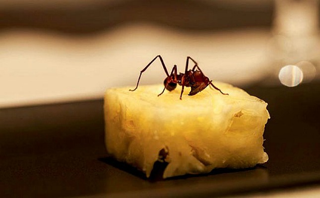 obremesa do D.O.M. une abacaxi com formiga amazônica. Crédito: Divulgação/Restaurante D.O.M.