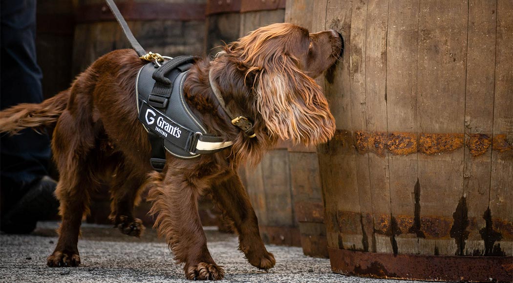 Destilaria escocesa "contrata" cachorro para controlar qualidade de whisky