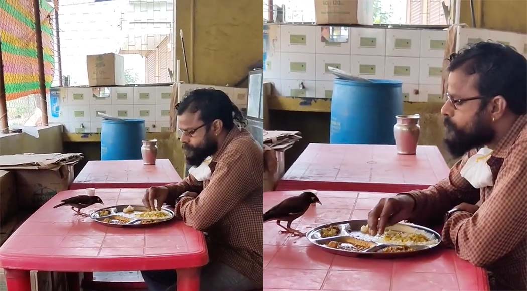 Indiano divide comida com pássaro em restaurante e vídeo viraliza; assista