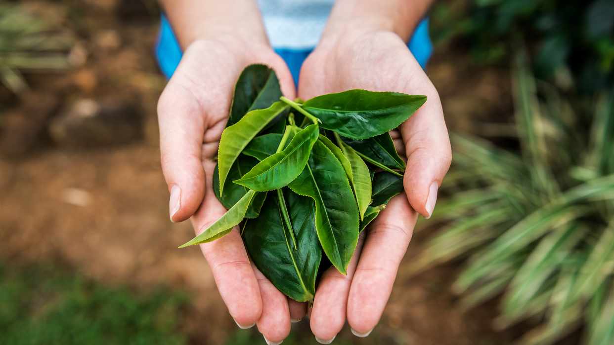 Como funcionam o cultivo e a produção de erva-mate e chá-verde no Brasil
