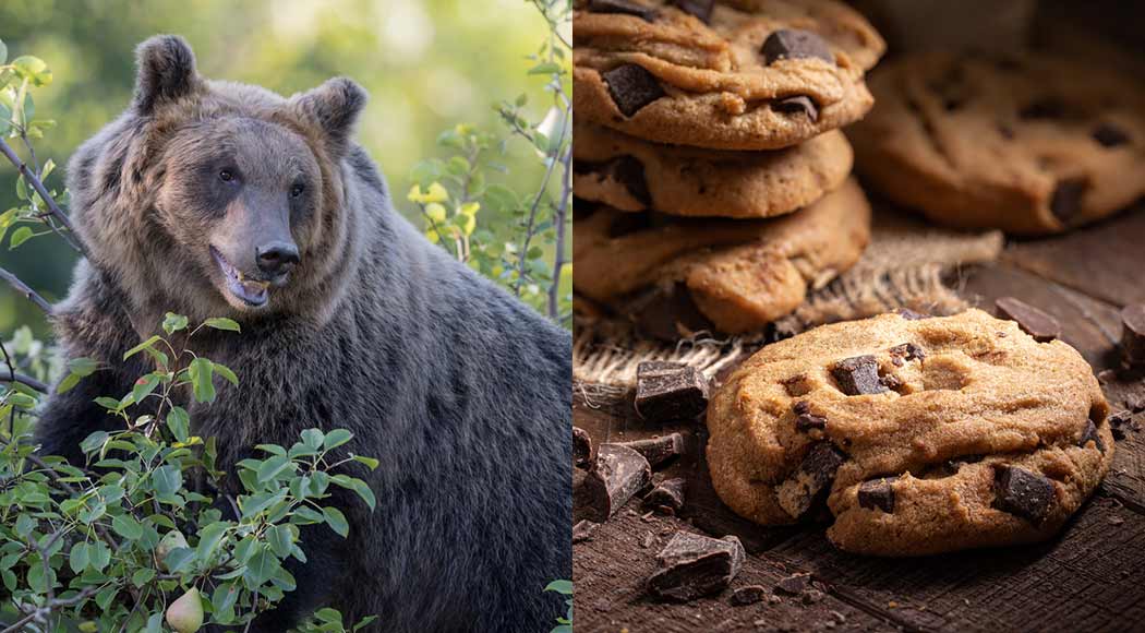 Urso percorre mais de 150 km para roubar biscoitos em cidade da Itália (Fotos: iStock)