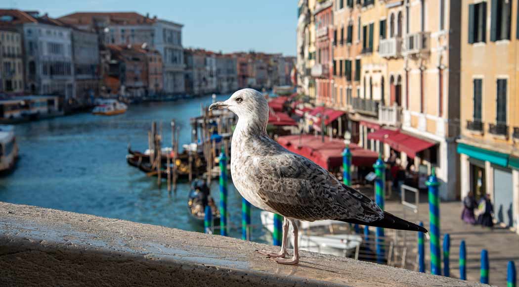 Restaurantes de Veneza usam pistolas de água contra gaivotas que roubam comida (Foto: iStock)