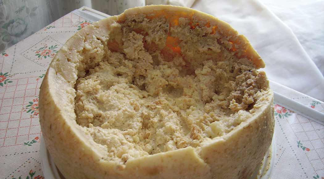 Casu marzu: queijo feito com larvas é considerado o mais perigoso do mundo (Foto: Wikimedia Commons)