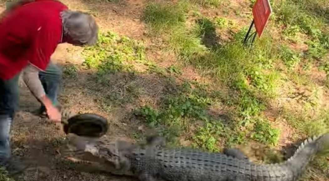 Vídeo: Homem enfrenta crocodilo com frigideira em restaurante na Austrália (Foto: Reprodução)