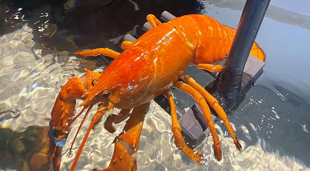 Lagosta muito rara é salva justamente por ter sido encontrada em restaurante (Foto: Red Lobster)