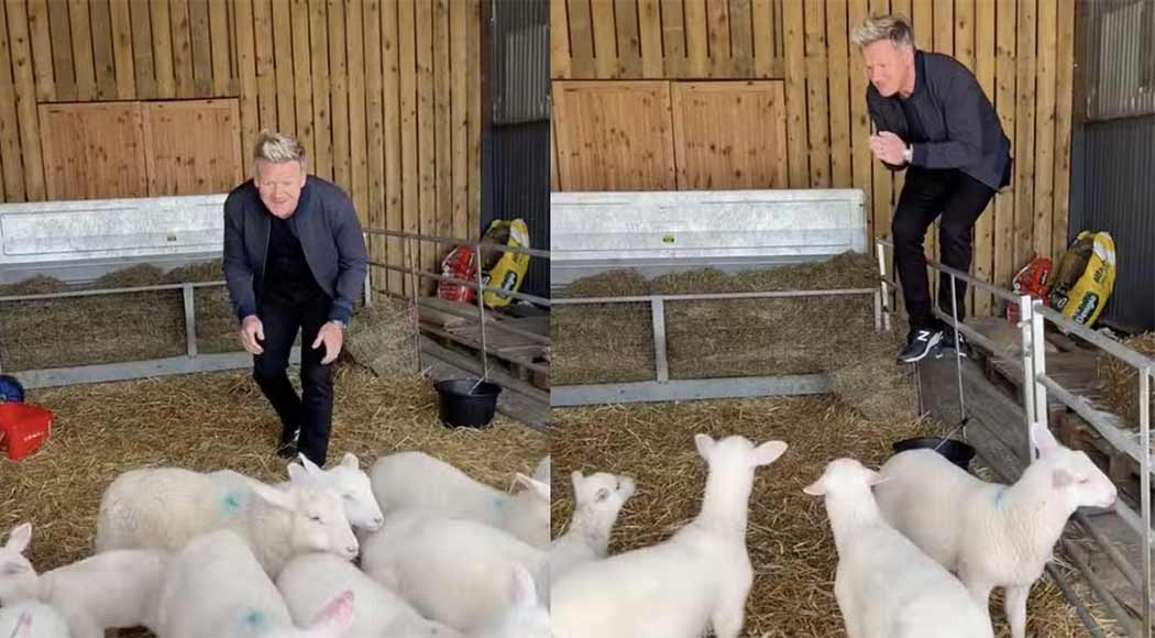 Gordon Ramsay é criticado por vídeo em que manda cordeiro para abate (Foto: Reprodução/TikTok)