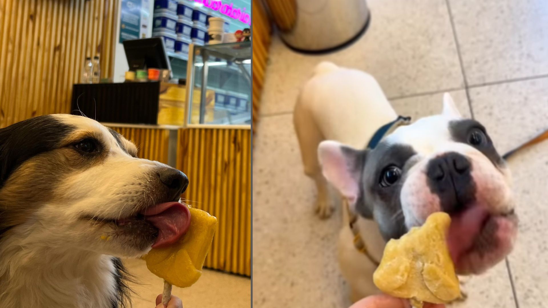 Cuor di Crema desenvolve sorvete para pets (Reprodução/Cuor di Crema e Instagram @4patasdojosetheodoro)