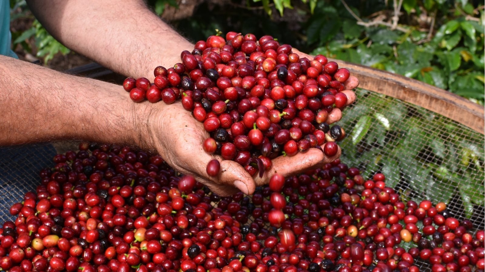 No interior de SP, Serra Negra oferece opções para celebrar o Dia Nacional do Café