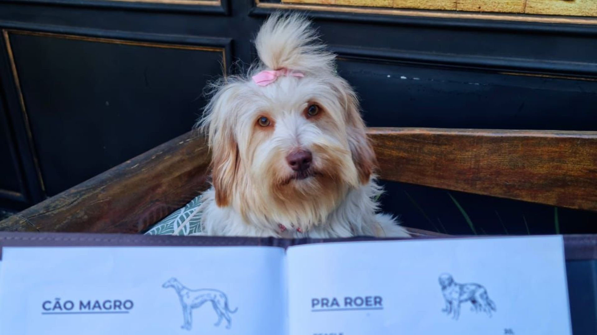 Conheça restaurantes pet friendly em São Paulo