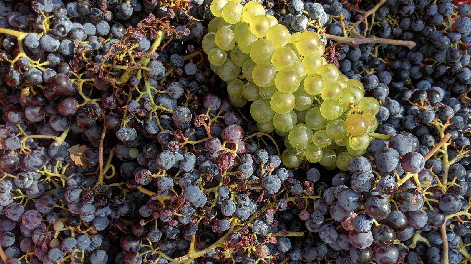 Sumiço de uvas históricas: entenda o fator que mudou o universo dos espumantes